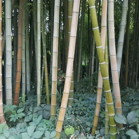 De Trepeloup Lägenhet *